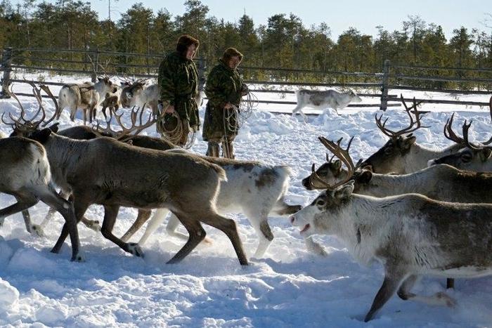 The Sopochin family has seen oil majors gradually encroach on the land in Siberia where they have herded reindeer for generations, but the latest project has made them draw the line