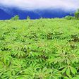 ___3113664___https:______static.pulse.com.gh___webservice___escenic___binary___3113664___2014___9___8___18___cassava_farm