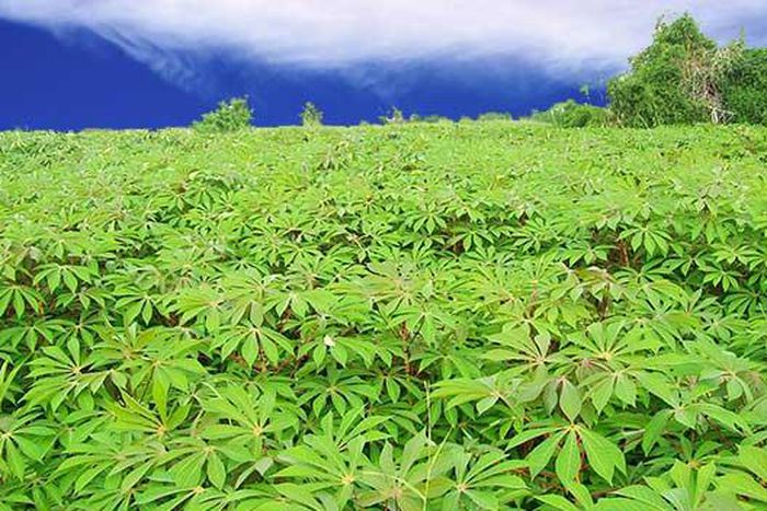 ___3113664___https:______static.pulse.com.gh___webservice___escenic___binary___3113664___2014___9___8___18___cassava_farm