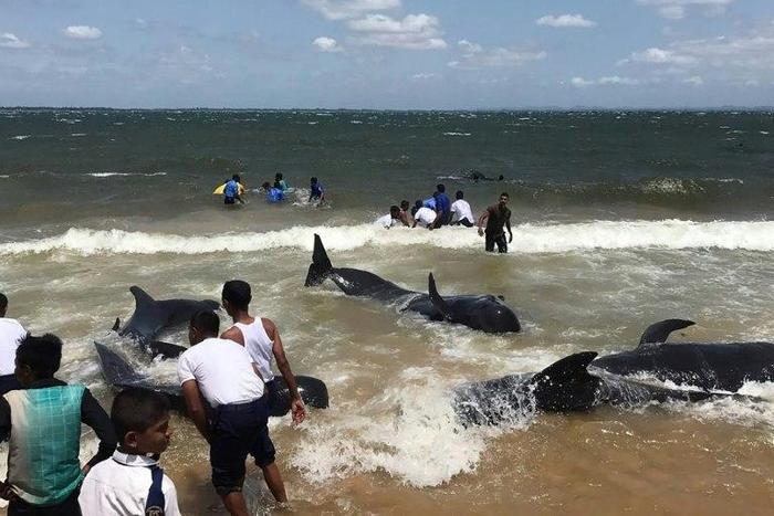 Members of the Sri Lankan Navy and local residents rescue a pod of about 20 stranded pilot whales off the island's northeastern coast, near the port of Trincomalee
