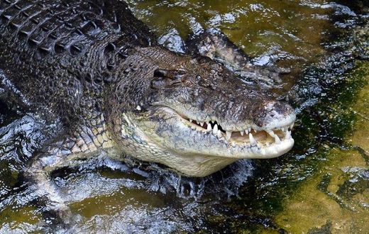 Rex, a 700-kilo saltwater crocodile, is confined at Wildlife Sydney Zoo, but wild populations are rising, reigniting the debate about controlling them