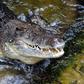 Rex, a 700-kilo saltwater crocodile, is confined at Wildlife Sydney Zoo, but wild populations are rising, reigniting the debate about controlling them
