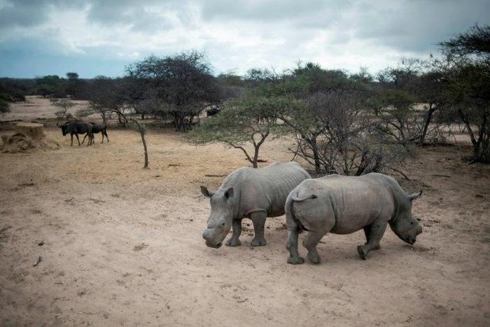 South Africa is home to 80 percent of the world's remaining rhinos