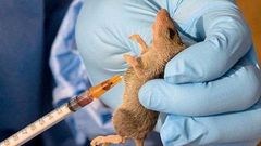 A rat is being used for test on the Lassa Fever virus.