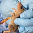 A rat is being used for test on the Lassa Fever virus.