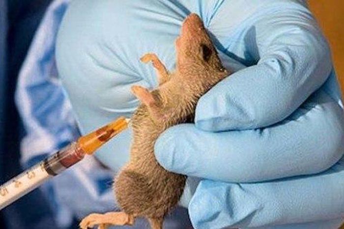 A rat is being used for test on the Lassa Fever virus.