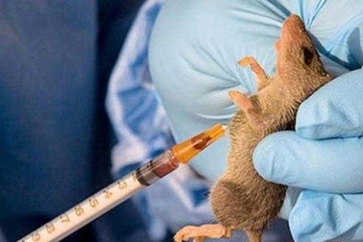 A rat is being used for test on the Lassa Fever virus.