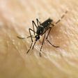 Yellow fever is a viral haemorrhagic disease transmitted mainly by the same species of mosquito that also spreads Zika and dengue