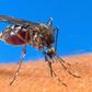 A mosquito-borne disease, malaria killed 429,000 people in 2015, 92 percent of them in Africa