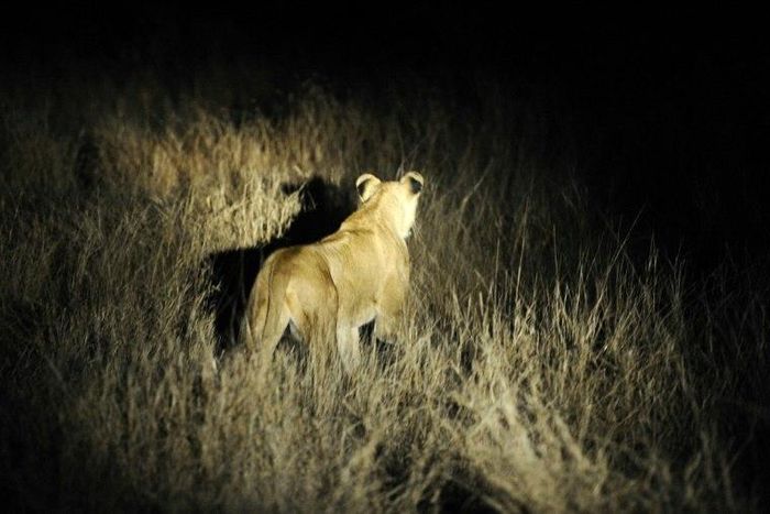 A lioness is pictured in the Kruger National Park in 2011