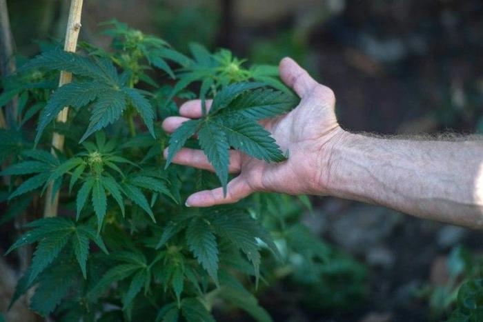 South Africa's ban on using cannabis is being challenged in the High Court, raising the possibility that it could be decriminalised