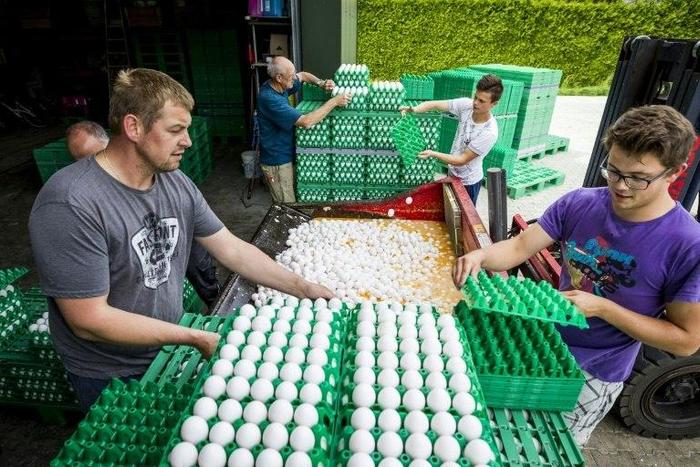 Some 10 billion eggs were produced in the country last year by about 1,000 poultry farms, with many of them going across the border into Germany