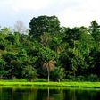 Forest in Nigeria