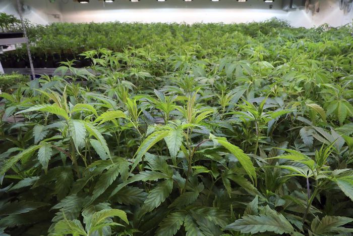 Now for the Hard Part: Getting Californians to Buy Legal Weed