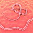 parasitic brain worm