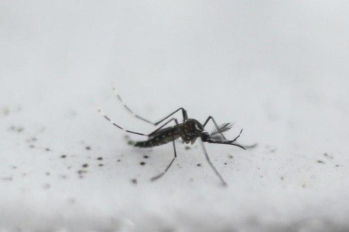 Measures to reduce the number of Aedes aegypti mosquitoes, which carry the Zika virus, as well as dengue and chikungunya, will remain in place