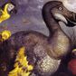 The dodo (Raphus cucullatus)