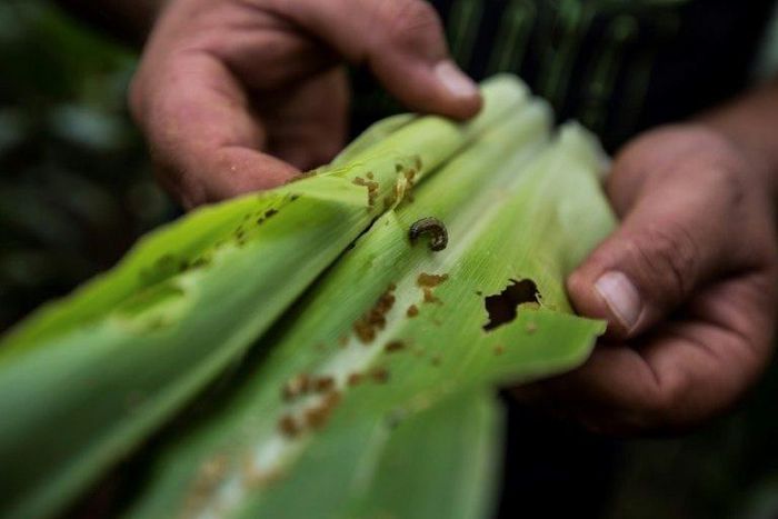 A 'huge threat to food security', fall armyworm has made its way to Rwanda