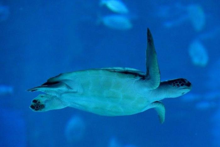 Human medicines and household substances have been discovered in the blood of green turtles in Australia's Great Barrier Reef, researchers say