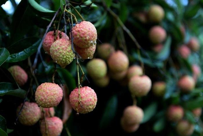 The deaths of 13 children who lived near lychee orchards has been linked to controversial insecticide endosulfan according to a new study