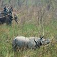 A one-horn rhino in Nepal's Chitwan National Park during an operation by conservationists this month