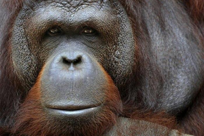 Endangered primates and elephants are among the groups squeezed hardest by global warming, researchers say
