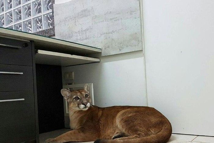 After being captured, the puma was delivered to a non-governmental organization specializing in wild animal rescues
