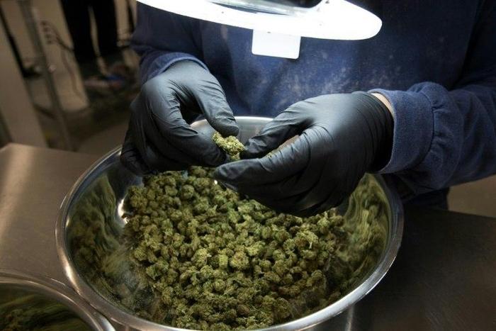 Uruguay adopted a revolutionary law in 2013 that fully legalized the production, sale and consumption of marijuana