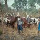 Suspected Fulani herdsmen have murdered a chief in Enugu.