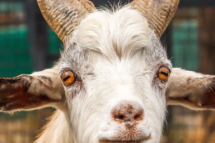 The teenager has reportedly had sex with a goat on two occasions.