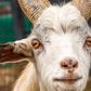 The teenager has reportedly had sex with a goat on two occasions.