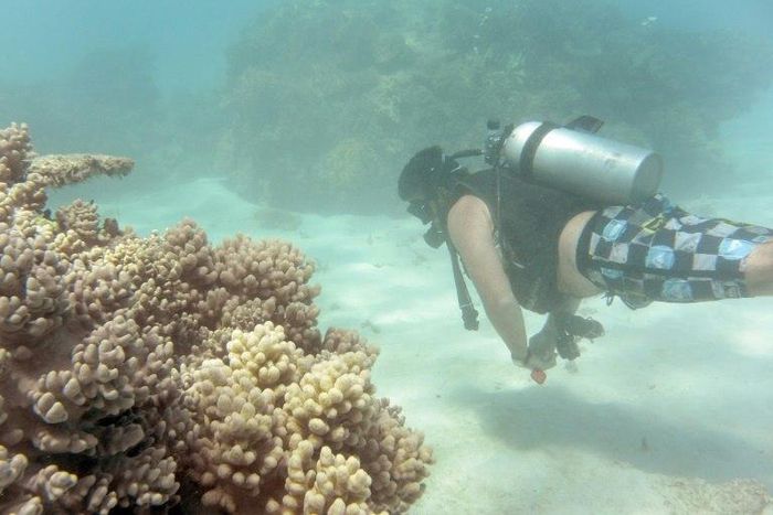 Prior to the record mass bleaching in 2016, the coral had a few years between episodes to recover