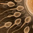 According to an expert, not all fertile men may be able to donate sperm.
