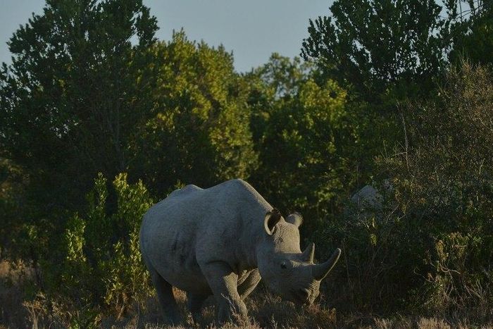 A southern white rhinoceros, seen here in Kenya