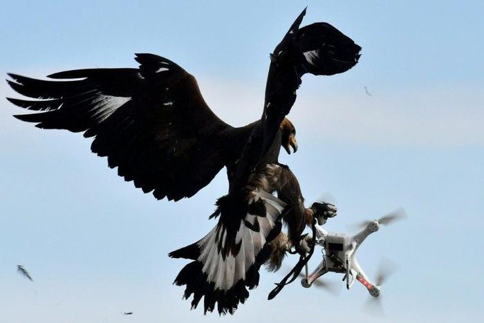 A royal eagle catches a drone during a military exercise at the Mont-de-Marsan airbase, southwestern France