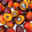 Palm kernel