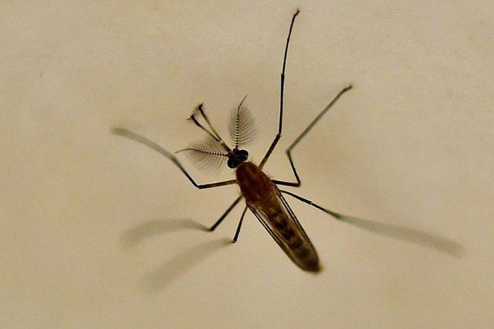Malaria remains all too common in Senegal, with 500,000 recorded cases in 2015, according to the WHO