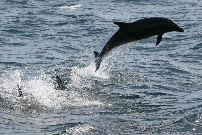 In Morocco's northern port city of Al-Hoceima, fishermen are clamouring for state support for a struggling sector which they say is under attack from dolphins