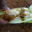 An armyworm caterpillar pictured eating the kernels of a cob of maize in an undated image released by CABI (Centre for Agriculture and Biosciences International) in London on February 6, 2017