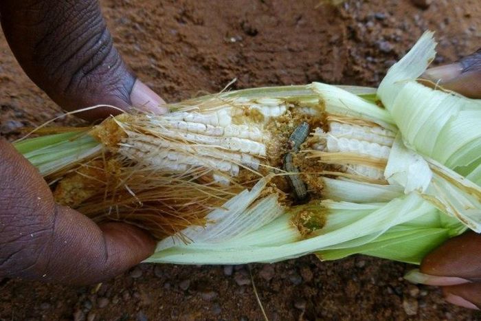 An armyworm caterpillar pictured eating the kernels of a cob of maize in an undated image released by CABI (Centre for Agriculture and Biosciences International) in London on February 6, 2017
