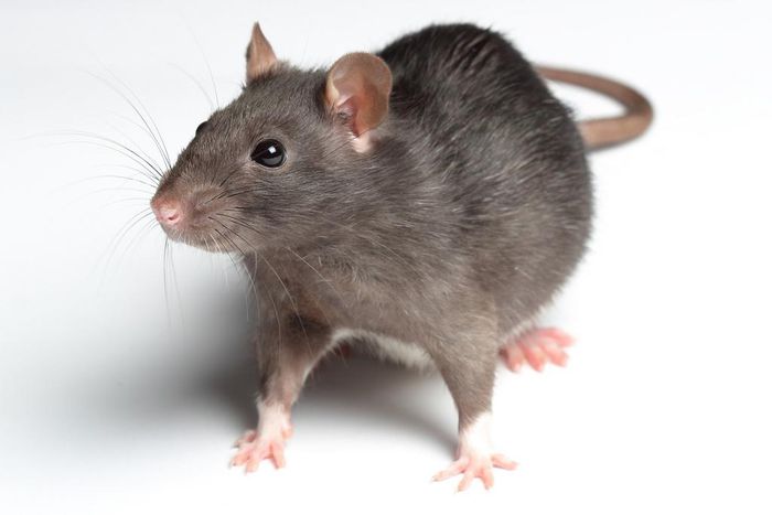 Rat