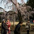 Visitors gather under cherry blossoms in a park in Tokyo