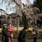 Visitors gather under cherry blossoms in a park in Tokyo