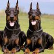 Dogs