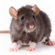 To prevent Lassa fever, avoid rats in your homes.
