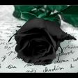 Black rose