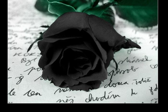 Black rose