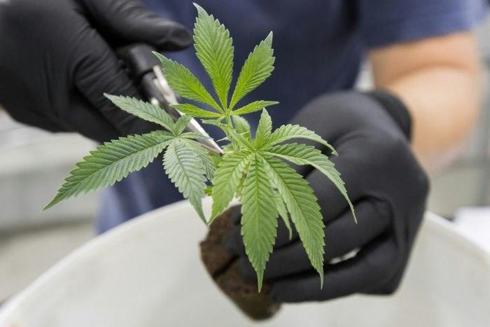 A Canadian bill to legalize marijuana would set a minimum age for use at 18 or 19