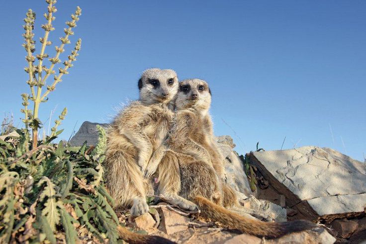 ___6417375___https:______static.pulse.com.gh___webservice___escenic___binary___6417375___2017___3___23___17___gettyimages-145070661