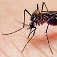Aedes aegypti mosquito.
